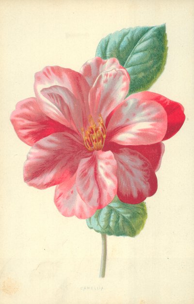 Kamelia av Frederick Edward Hulme