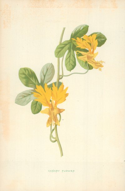 Kanarieblomma av Frederick Edward Hulme