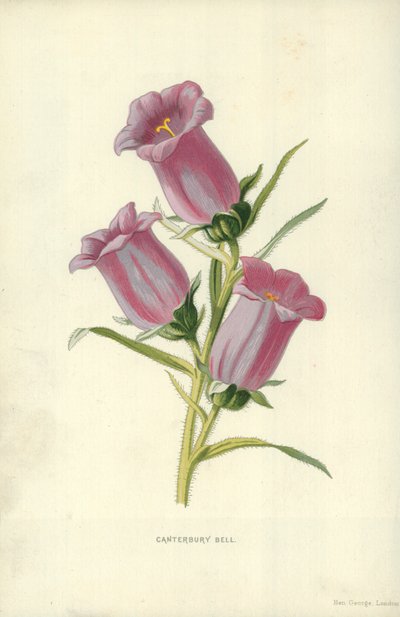 Canterbury Bell av Frederick Edward Hulme