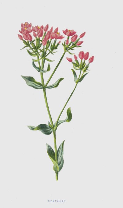 Centaury (chromolitho) av Frederick Edward Hulme