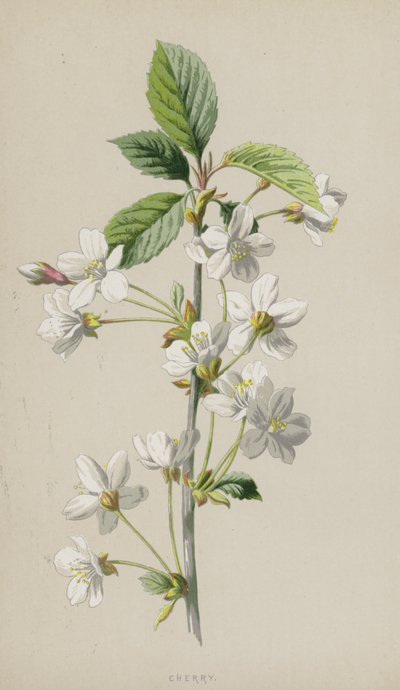 Körsbär (chromolitho) av Frederick Edward Hulme