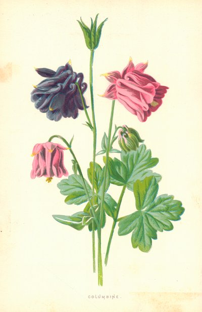 Akleja av Frederick Edward Hulme