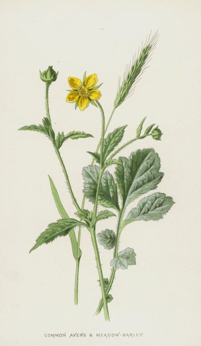 Common Avens och Meadow-Barley (chromolitho) av Frederick Edward Hulme