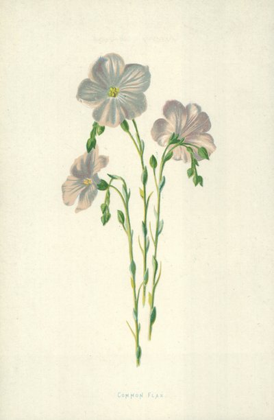 Vanlig lin av Frederick Edward Hulme
