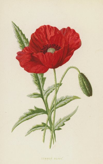 Vanlig vallmo (chromolitho) av Frederick Edward Hulme