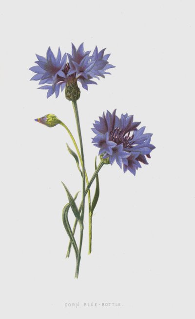 Corn Blue-Bottle (chromolitho) av Frederick Edward Hulme
