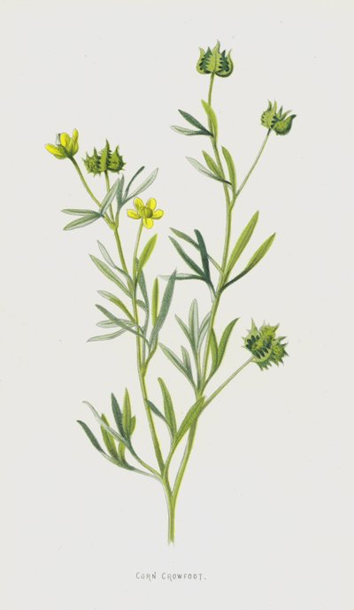 Majskråkfot (chromolitho) av Frederick Edward Hulme