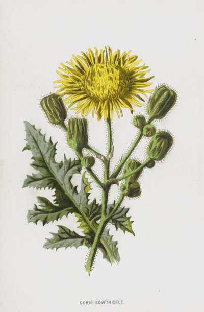 Corn Sowthistle (chromolitho) av Frederick Edward Hulme