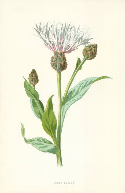 Kornblomma av Frederick Edward Hulme