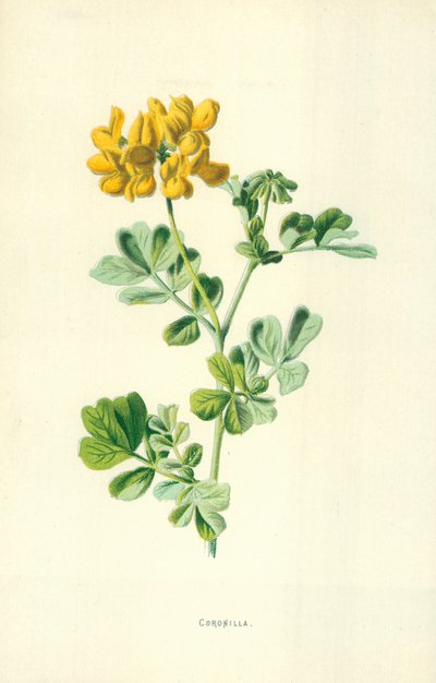 krona av Frederick Edward Hulme