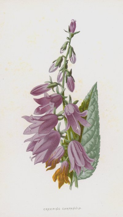 Krypande Campanula (chromolitho) av Frederick Edward Hulme