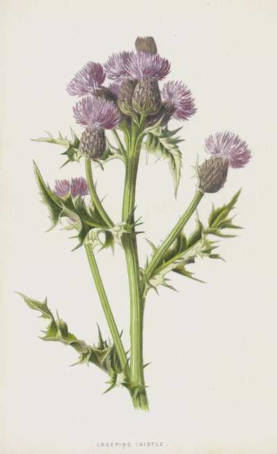 Kryptistel (chromolitho) av Frederick Edward Hulme