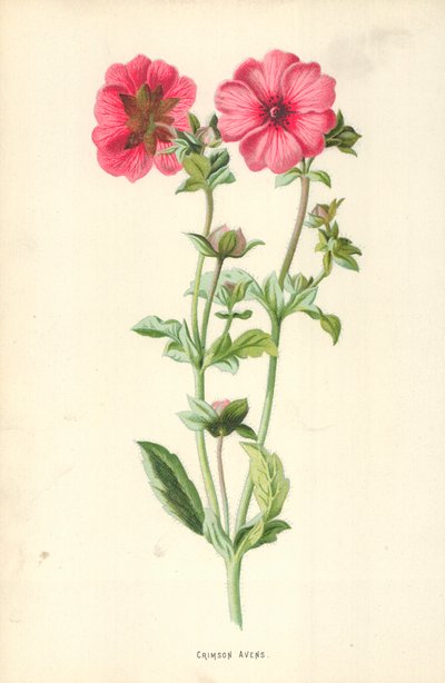 Crimson Avens av Frederick Edward Hulme