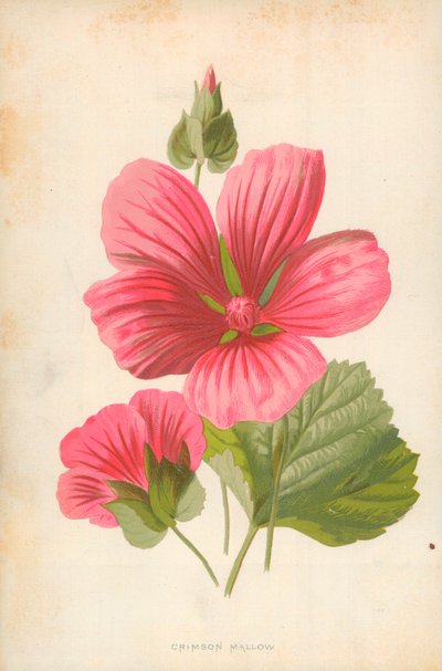Crimson Mallow av Frederick Edward Hulme