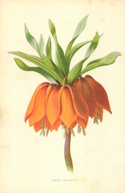 Crown Imperial av Frederick Edward Hulme