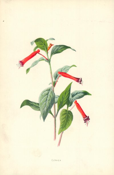 Cuphea av Frederick Edward Hulme