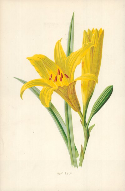 Dag Lily av Frederick Edward Hulme