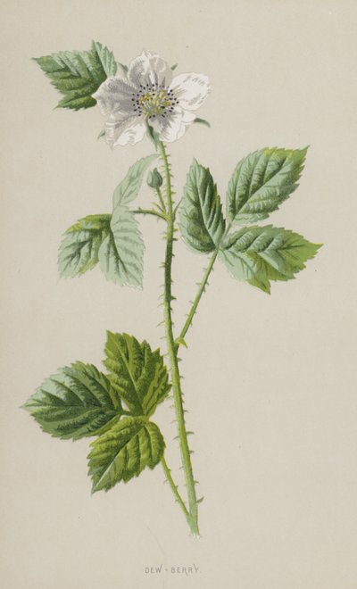 Dew-Berry (chromolitho) av Frederick Edward Hulme