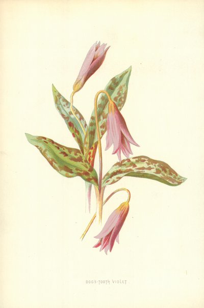 Hund-tand violett av Frederick Edward Hulme