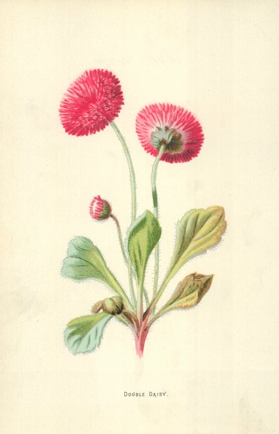 Dubbel Daisy av Frederick Edward Hulme