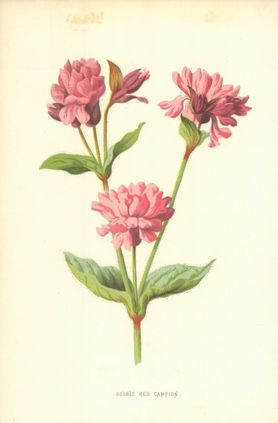 Dubbel röd Campion av Frederick Edward Hulme