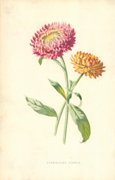 Evig blomma av Frederick Edward Hulme