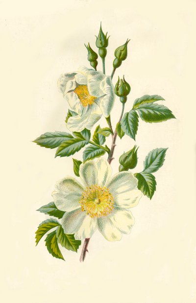 Fältros, 1877. av Frederick Edward Hulme