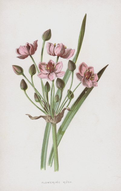 Blommande Rush (chromolitho) av Frederick Edward Hulme