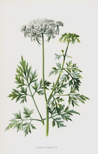 Fools Persilja (chromolitho) av Frederick Edward Hulme
