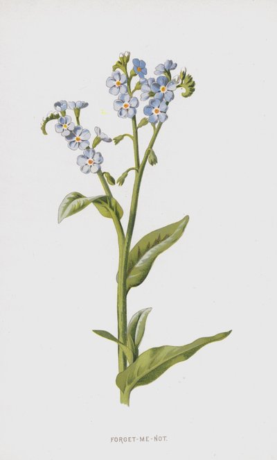 Förgätmigej (chromolitho) av Frederick Edward Hulme
