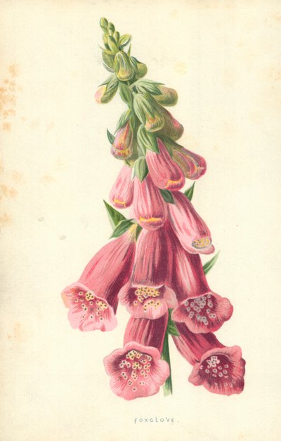 Foxclove av Frederick Edward Hulme