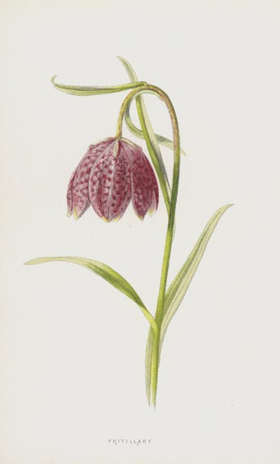 Fritillary (chromolitho) av Frederick Edward Hulme