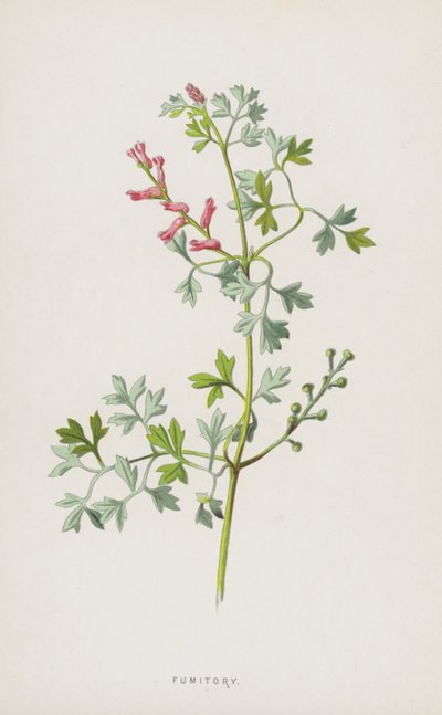 Fumitory (chromolitho) av Frederick Edward Hulme