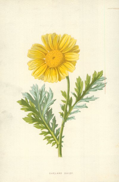 Garland Daisy av Frederick Edward Hulme