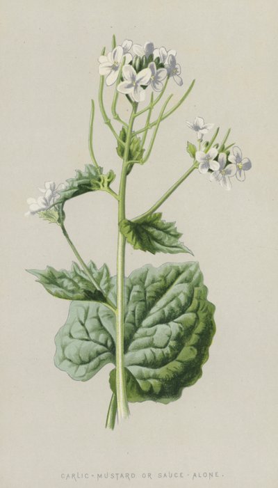 Vitlök-senap eller sås-ensam (chromolitho) av Frederick Edward Hulme