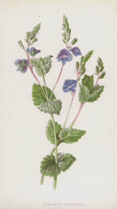 Germander Speedwell (chromolitho) av Frederick Edward Hulme