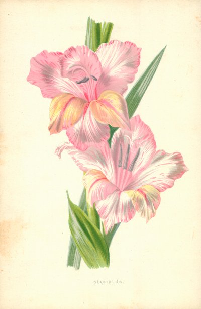 Gladiolus av Frederick Edward Hulme