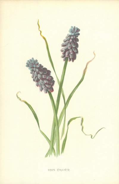Fuga Hyacinth vine av Frederick Edward Hulme
