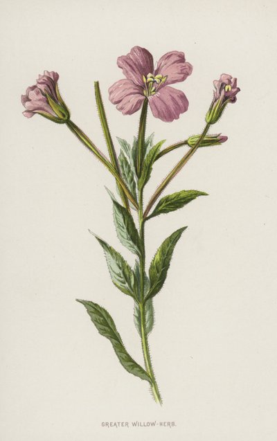 Större pilört (chromolitho) av Frederick Edward Hulme
