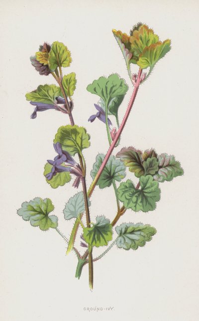 Ground-Ivy (chromolitho) av Frederick Edward Hulme