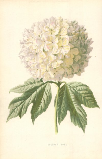 Gulder Rose av Frederick Edward Hulme