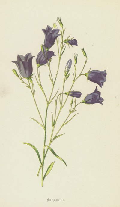 Harebell (chromolitho) av Frederick Edward Hulme