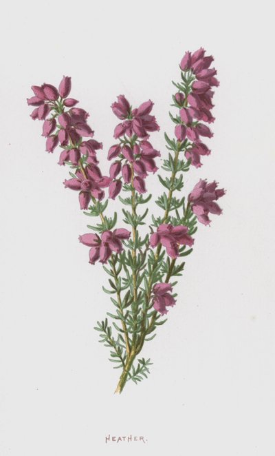 Ljung (chromolitho) av Frederick Edward Hulme