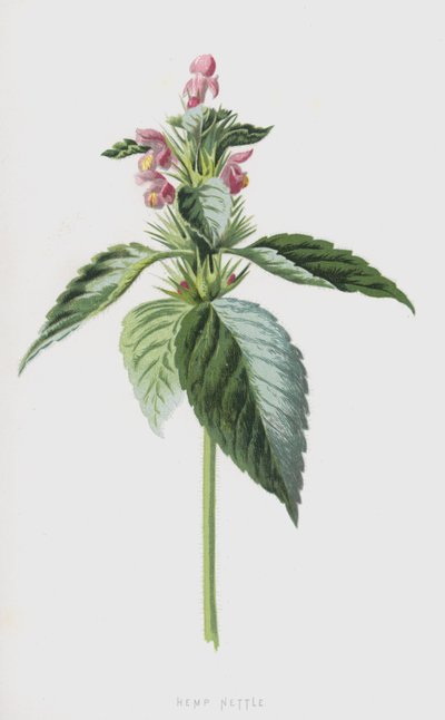 Hampa Nässla (chromolitho) av Frederick Edward Hulme