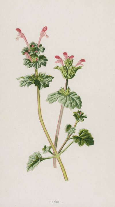 Henbit (chromolitho) av Frederick Edward Hulme
