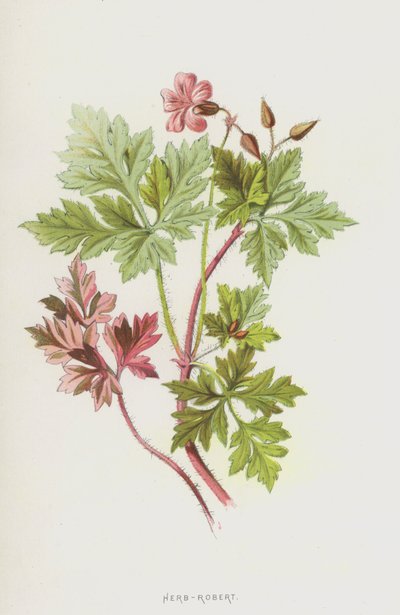 Herb-Robert (chromolitho) av Frederick Edward Hulme