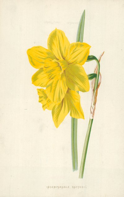 Ojämförlig påsklilja av Frederick Edward Hulme