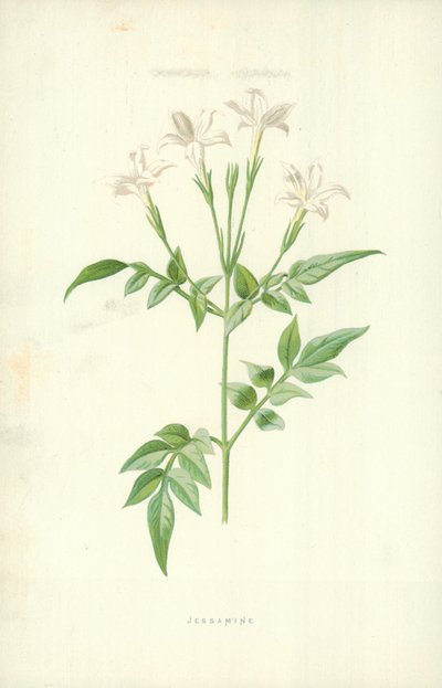Jessamine av Frederick Edward Hulme
