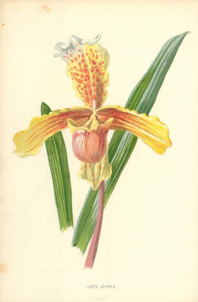Damens tofflor av Frederick Edward Hulme