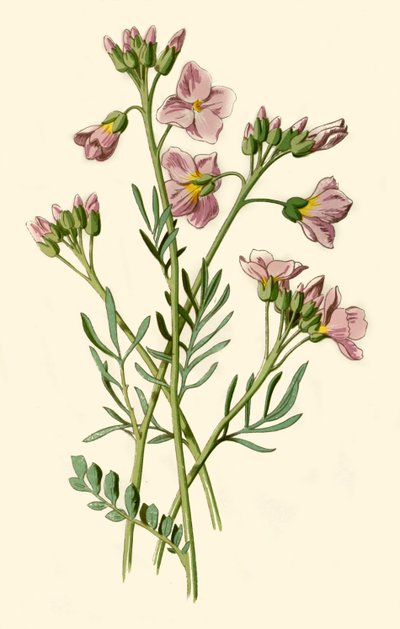 Damklänning, bitterkrasse eller gökblomma, 1877. av Frederick Edward Hulme